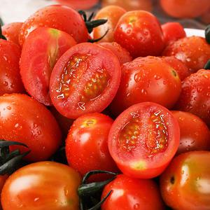 국내산 자일리톨 대추방울토마토 1kg (망고향)