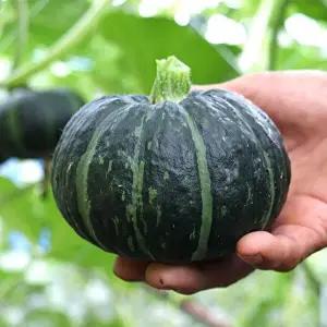 국내산 미니 단호박 2kg (4-8과 내외)