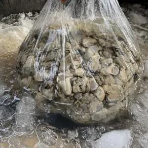 제철 통영 생굴 깐굴 제철석화작업 알굴 횟감굴