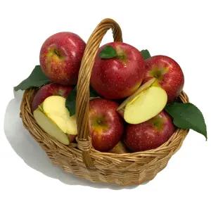 유명산지 고급품종 감홍 사과 실속 2.5kg 중과(9-10과내외)