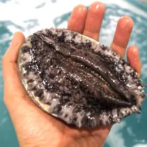국산 완도 활 전복 대 9~10미 1kg 전복 /산소포장/손질용 솔 포함