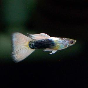 저먼 턱시도 옐로우구피 트리오