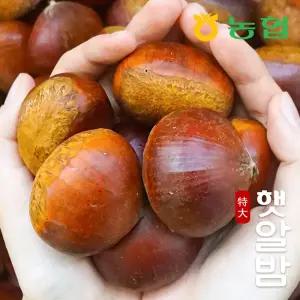 [농협] 토실토실 햇밤 순창 알밤 특대 1kg (제수용)