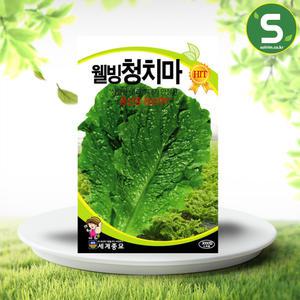 청치마상추씨앗 3000립 웰빙청치마 상추씨앗 상추씨