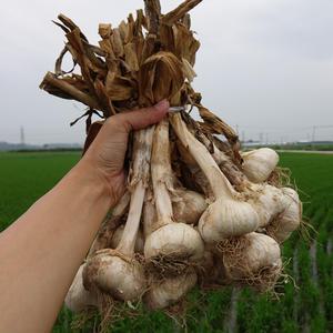 푸름농장 잘 말린 마늘 홍산마늘 통마늘_3kg
