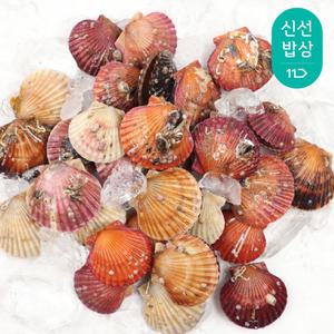 [품질보장] 고성 활 홍가리비 2kg 첫 출하 / 활 순살 가리비 200g 외