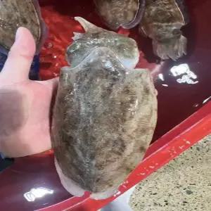 국내산 생물 갑오징어 1kg 특대 오징어 회 구이 숙회 탕 볶음 통찜 술안주 급냉상품 선택가능