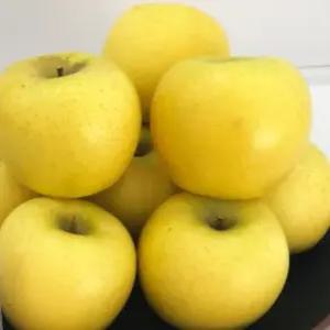 경북 햇사과 시나노골드 5kg, 중과, 대과, 선물용, 10월초~11월중순 최고의 맛!! 홍로는 푸석 부사는 아직!