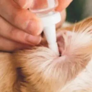 강아지 귀 청결 세정제 120ml 귀관리 이어클리너 애완동물 세척액