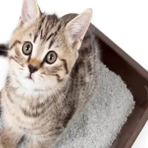 고양이 화장실 모래 5L 위생적인 용품 청결 유지 반려동물 필수품