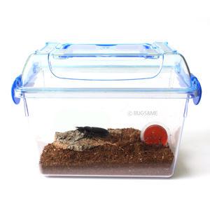 넓적사슴벌레 키우기 세트 (암컷1마리포함)