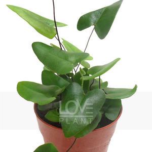 하트펀(Heart Fern) 관엽 공기정화식물 식물키우기