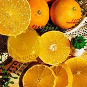 [제주의맛] 최고급 황금향 3kg 5kg 맛없으면반품가능