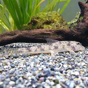 [신세계수족관] 관상용 민물고기 모래무지 1마리