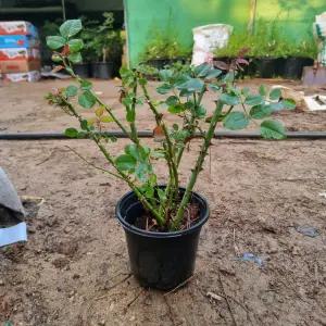 사계 명품 독일(KORDES) 땅장미 / 아웃 오브 로젠하임 / 개화주