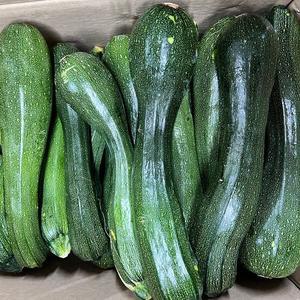 [기타]국내산 못난이쥬키니 주키니호박 돼지호박 10kg