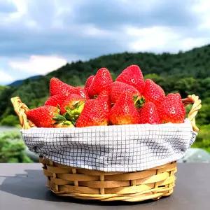 딸기 고냉지 여름딸기 데코용 300g 생딸기 2상자 (15-36과) 과수랜덤