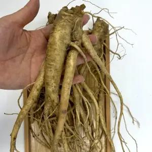 국산 약도라지  1kg 실속 국내산 흙도라지 생 도라지