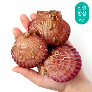 [품질보장] 통영산 제철 활가리비(대) 2KG 40미내외/2개 이상 구매시 초장증정