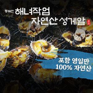 동해안 해녀작업 자연산 성게알