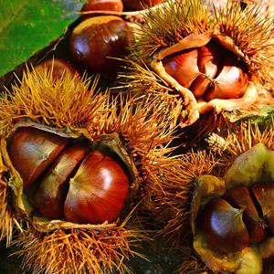 2025 햇밤 알이 꽉찬 고소한 지리산 공주 정안 밤 특대 4kg