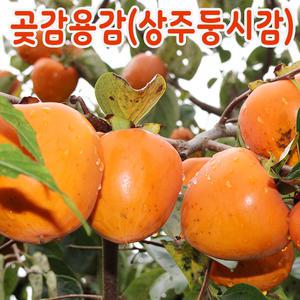 [곶감용감] 상주곶감 만들기 둥시감 10kg (1번~5번선택) 감걸이/홍시용감/생감/단감/땡감/대봉감