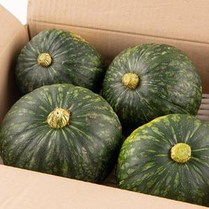 [st푸른농원]국내산 달콤가득 미니 단(밤)호박_보우짱 2kg 4~8개