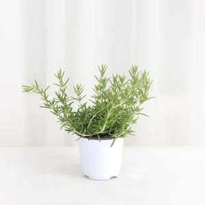 갑조네 클리핑로즈마리(소품)