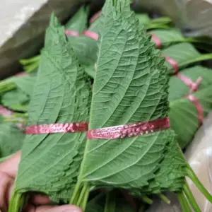 깻잎 곡성 묶음깻잎 10묶음 (100장) 야채맘