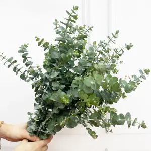 (플라워마켓) 블랙잭 그린 소재 양재꽃시장 생화 배달