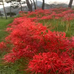 상사화 꽃무릇(석산) 100구근