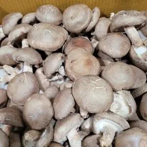 버섯 표고버섯 못난이 상 5kg내외 발품장터