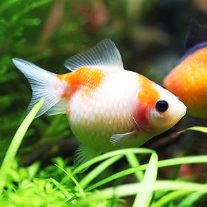 열대어 관상어 금붕어 / 진주린 2마리