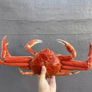 S급 러시아 박달대게 삶은 찐 자숙 대게 3kg 2~4미 수율70-80%