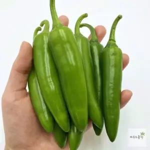 모닝 고추 (아삭이 고추 오이고추) 1kg