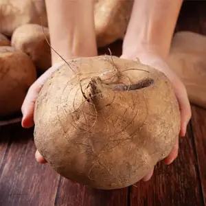 [베트남 수입] 프리미엄 생 히카마 10kg