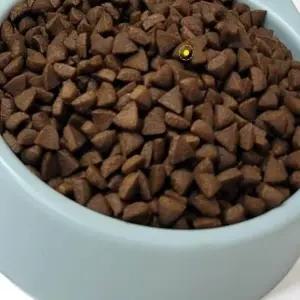 고품질 강아지 사료 황태 3kg 노령견 건강식 부드러운 애완동물 (WFK7LRD)