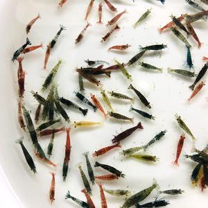 믹스칼라 생이새우 20마리 / 체리새우