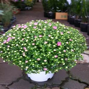 [소나무길] 아름드리 핑크 국화꽃 다발화분 229