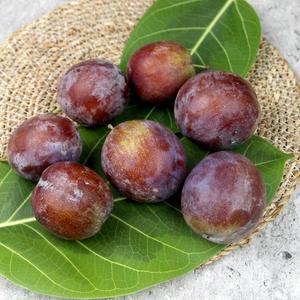 국산 생푸룬 생과 1kg 서양 자두 프룬 ( 생과 or 프른 or 푸른 )
