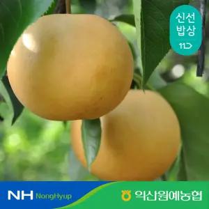 제철 고당도 배 가정용 김장용 국내산 신고 상 등급 6-14과 5kg내외