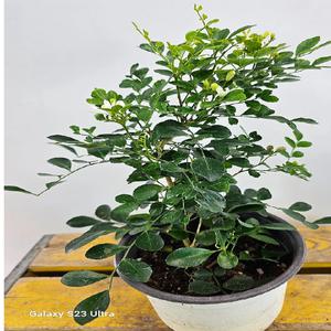 오렌지자스민(중품) 꽃이피면 향기가 가득해요