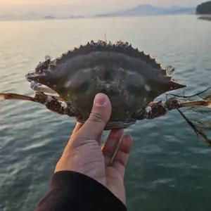 국내산 활꽃게 숫꽃게 3kg 자연산 당일어획 서해안