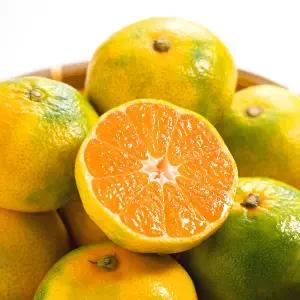 새콤달콤 제주 노지 극조생감귤 4.5kg 대과(2L)