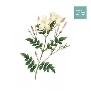 마타바 쟈스민삼박/천연에센셜오일5ml/아로마/유기농오일
