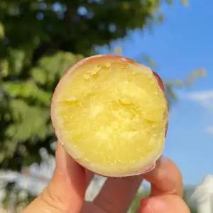 김의준 고구마 베니하루카 황금고구마 5kg 로얄중