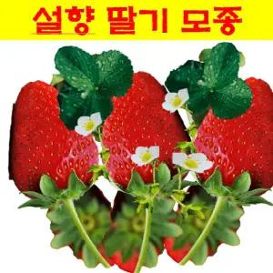 모종]딸기모종-설향딸기 : 9cm분/2개셋트 Q703