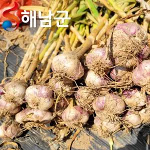 해남 햇마늘 남도마늘 반접 50개 대 / 요리 양념용 마늘 통마늘