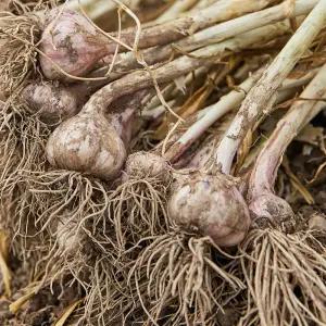 [마늘귀신] 경북 의성 육쪽 통마늘 2KG / 2025년 토종 한지형 햇마늘 장아찌용