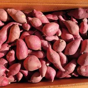 당도폭발! 고창 꿀고구마 5kg (한입사이즈) 다이어트용 간편간식 호박고구마 밤고구마